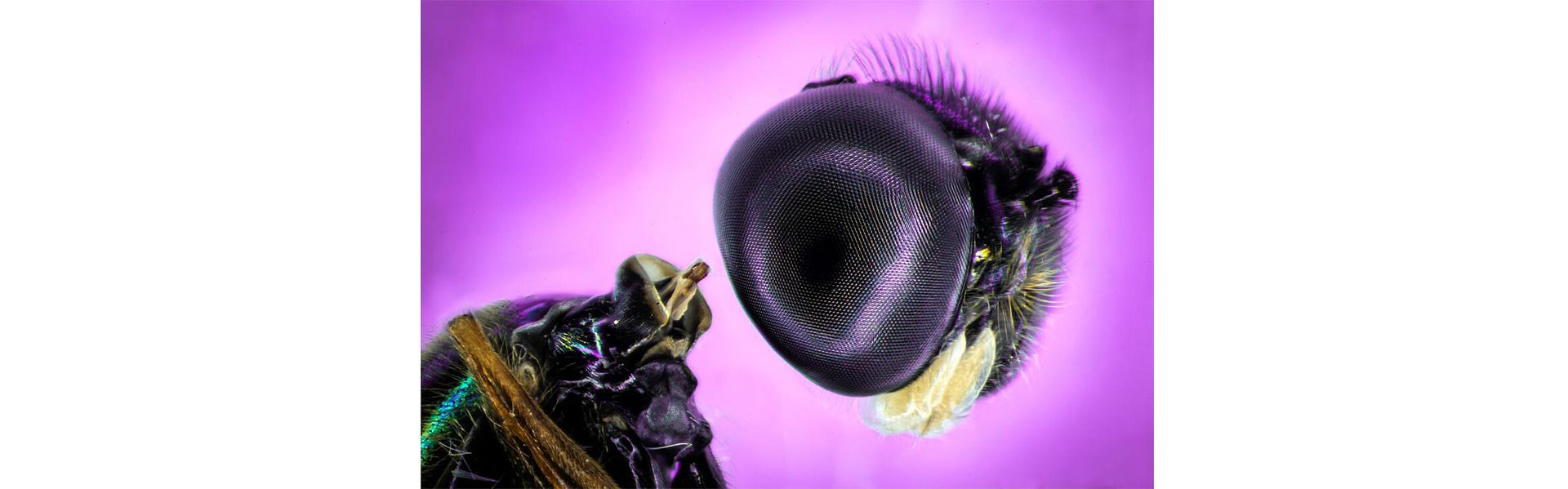 The Hidden World of Photomicrography