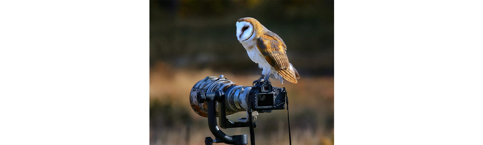 10 Tips for Professional Photographers on Capturing Wildlife Photos