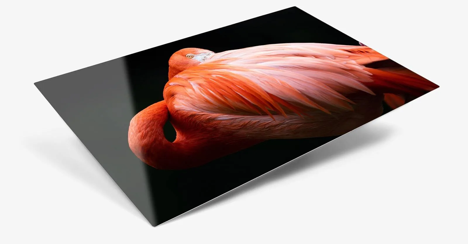 Metal Print Max Seeing is Believing