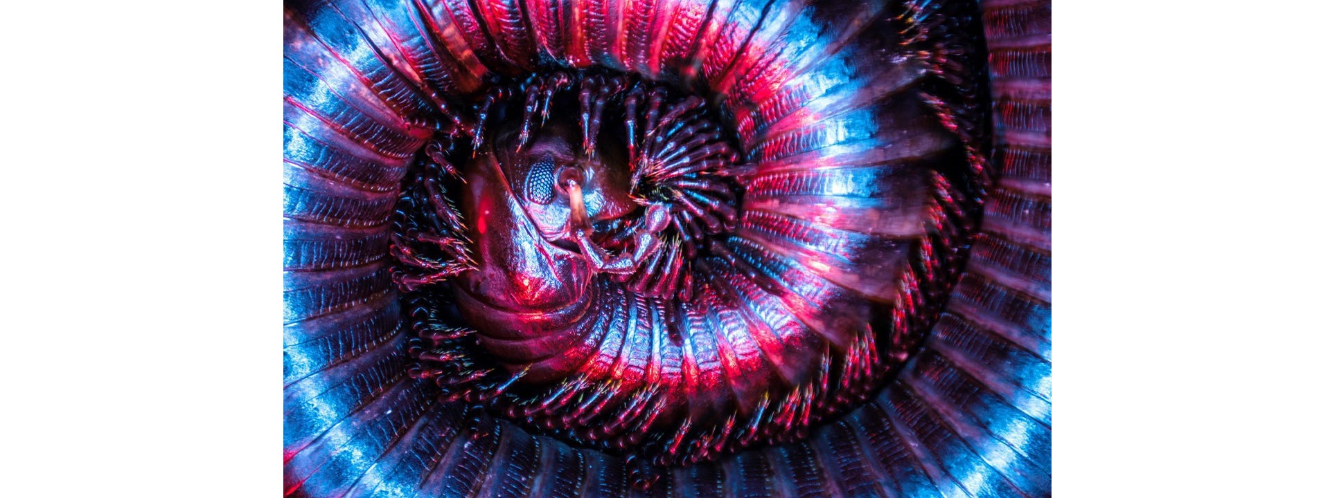 Microphotography stacked	Millipede at 4.8X